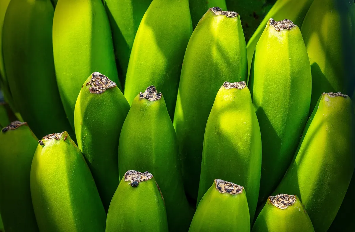 banana tree, fruit, nourishment, green, yellow, group, shrub, canary islands, export, health, details, close up, fruit, fruit, green, group, health, health, hea